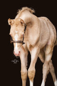 Load image into Gallery viewer, Leather halter with rhinestones and varnish for the little ones