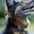 Load image into Gallery viewer, Braided leather dog collar