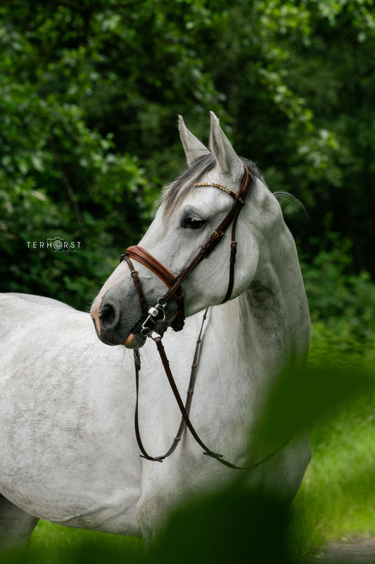 Trense Lima - Ascot Reitsportteak/ kiefer mit Messingbeschlägen