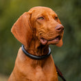 Load image into Gallery viewer, Lederhundehalsband rundgenäht