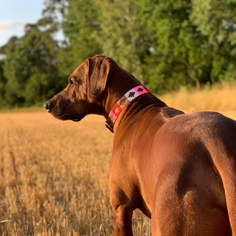 Ein Rodesian  Ridgeback trägt ein Hundehalsband im Polo Design der Marke Ascot Reitsportartikel in den Farben rot, braun, beige und rosa. Der Untergrund ist ein Stoppelfeld welches an einem Waldrand liegt.