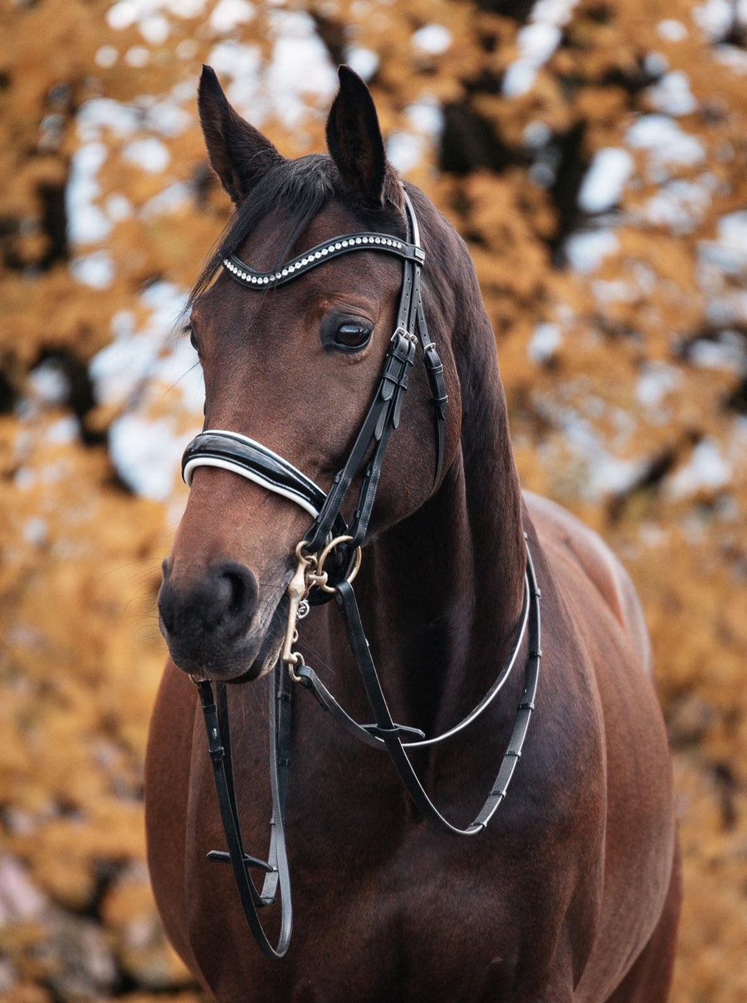 Ein braunes Pferd trägt eine schwarze Kandare mit weißer Unterlegung und Lack auf dem Nasenriemen der Marke Ascot Reitsportartikel. Beide Lederzügel und Gebisse sind deutlich zuerkennen. Im Hintergrund sieht man einen herbstlich gefärbten Baum.