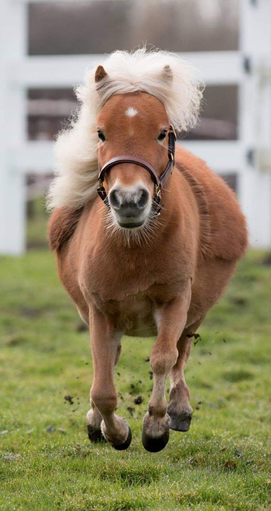 Braunes weich unterlegtes Lederhalfter von der Marke Ascot Reitsportartikel. An einem Shetty welches im Galopp auf einem zu läuft.