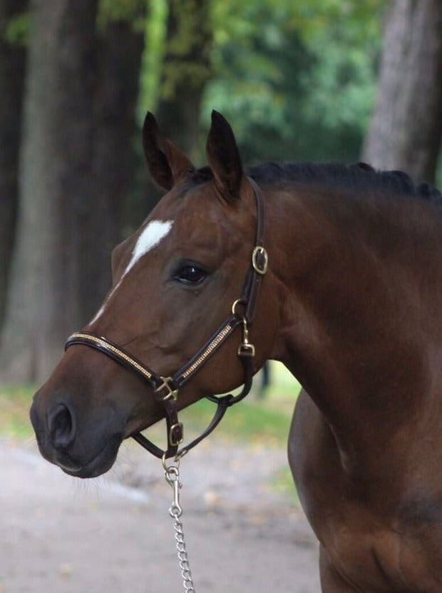 Ein braunes Pferd mit weißem Abzeichen trägt ein hochwertiges Lederhalfter in dunkel braun mit Lack und goldenem Strass an den Backenstücken und am Nasenriemen von der Marke Ascot Reitsportartikel. Merkmale des Leders: Pflanzlich gegerbt.