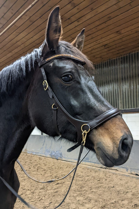 Gebisslose Trense - Ascot Reitsportbraun mit Messingbeschlägen