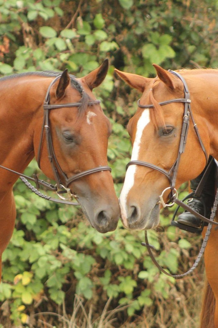 Hunter Trense - Ascot Reitsportdunkelbraun