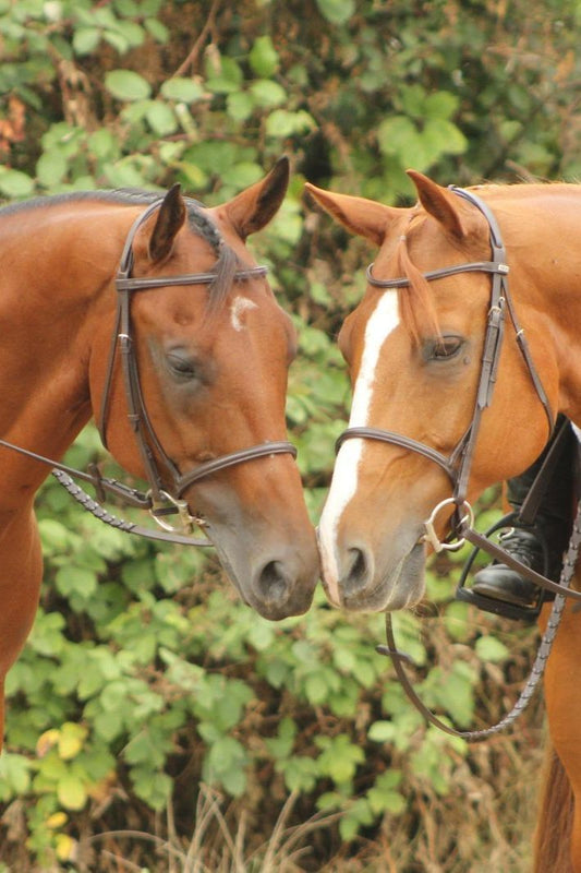 Hunter Trense - Ascot Reitsportdunkelbraun