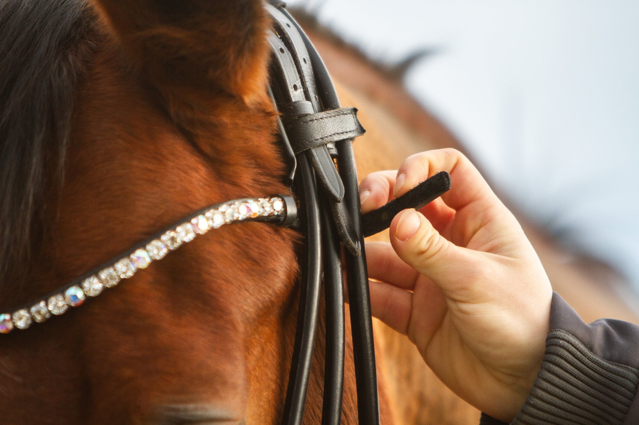 Stirnriemen mit Schnellwechselsystem - Ascot ReitsportDevine 4.2 (klar)