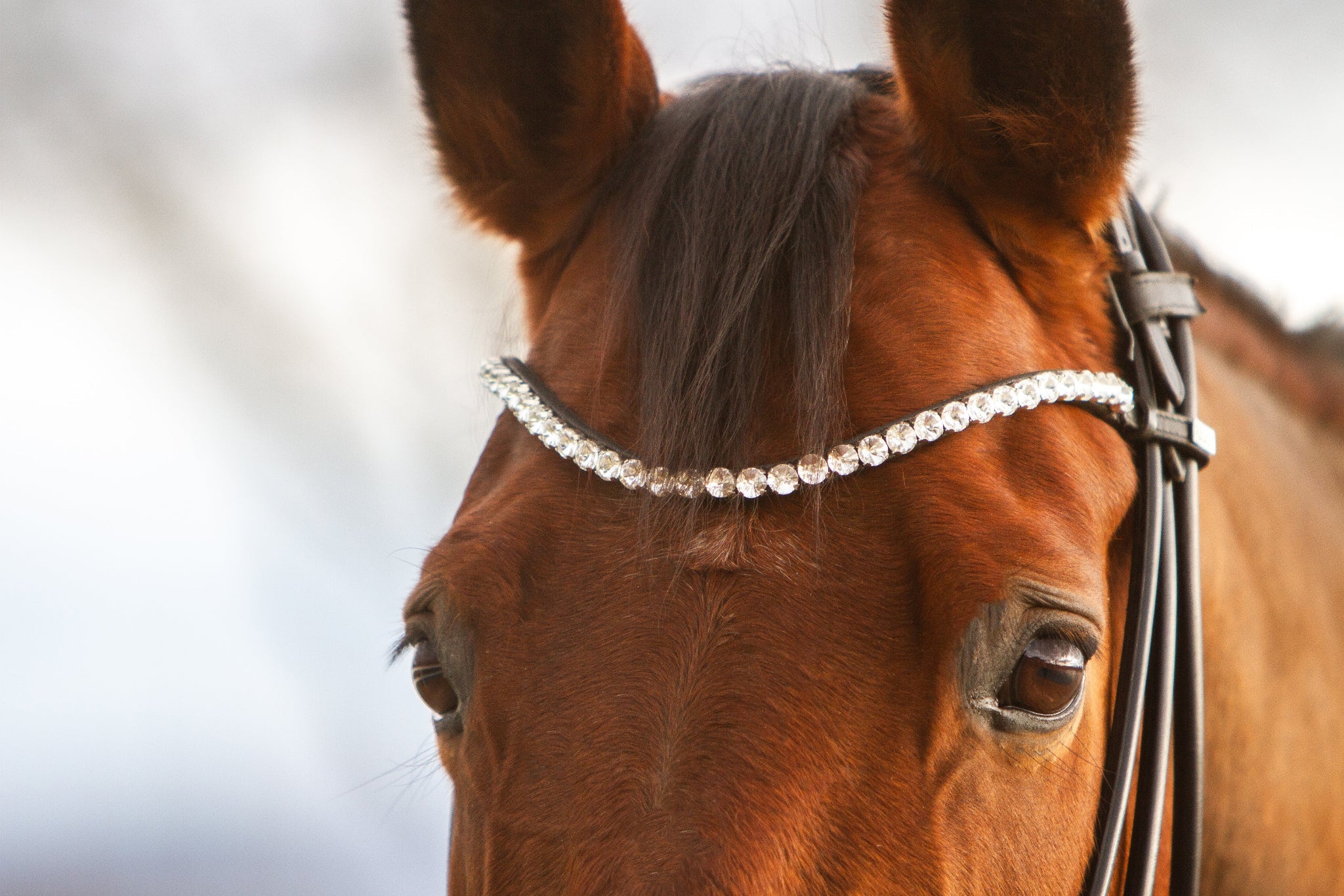 Stirnriemen mit Schnellwechselsystem - Ascot ReitsportHappy 6.2 (schwarz)