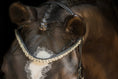Load image into Gallery viewer, Stirnriemen Star (Nr. 1.) - Ascot Reitsport1.1 (klar)
