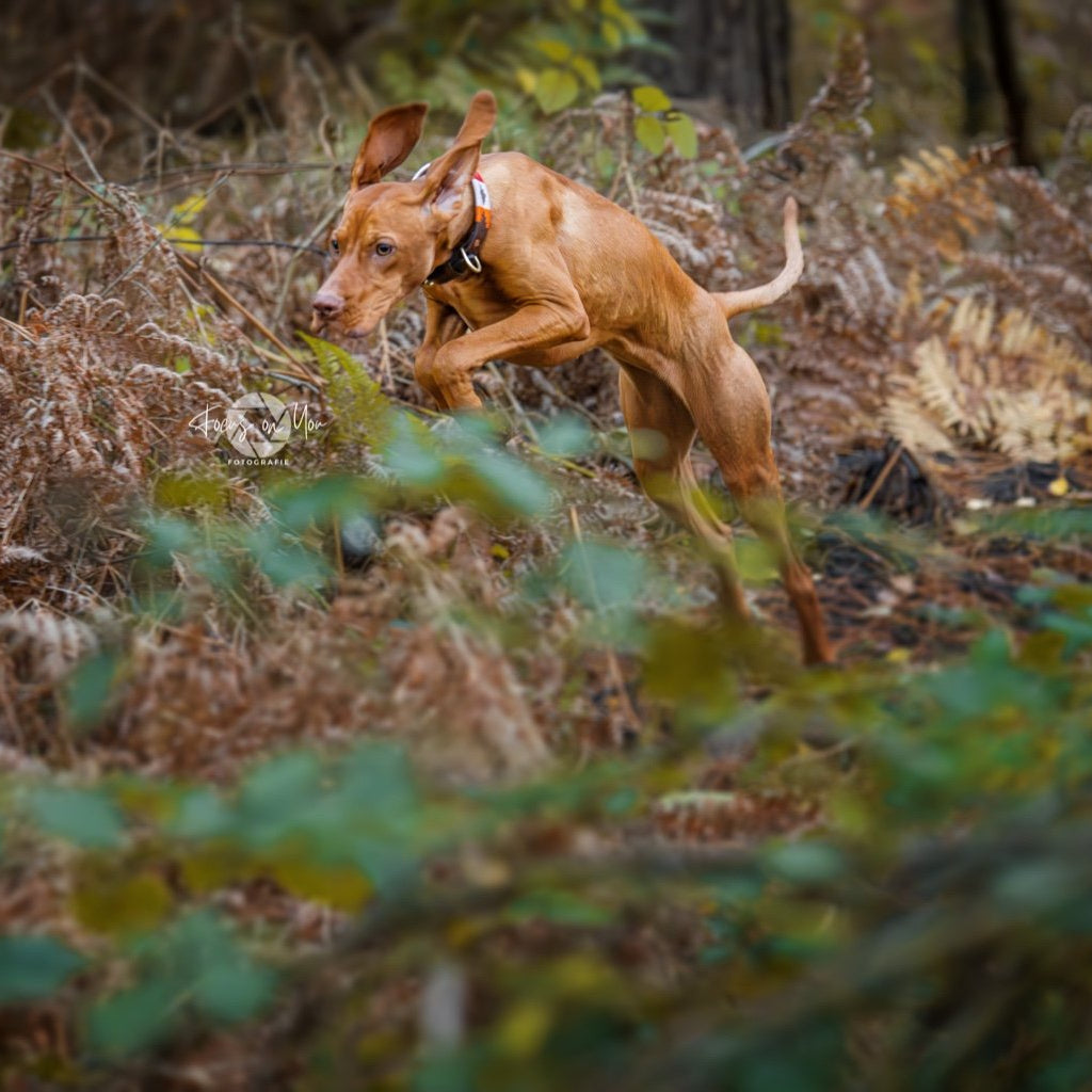 Dog collars in polo design