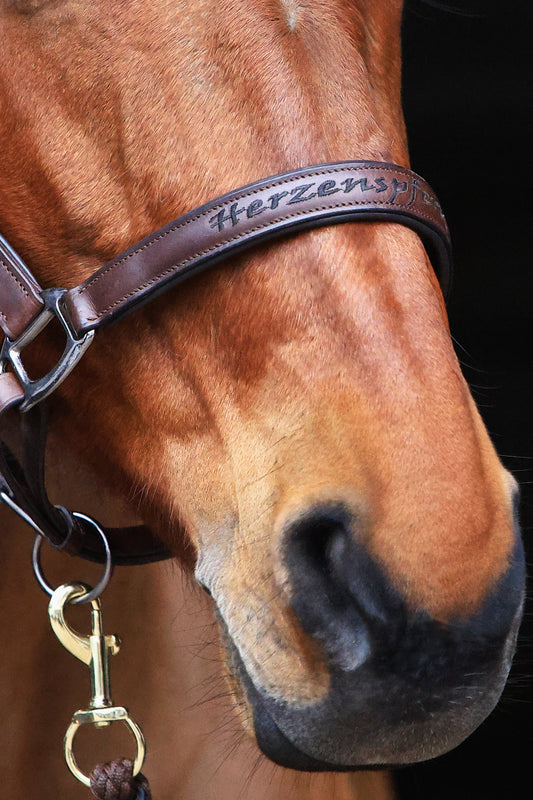 Lederhalfter "Herzenspferd"