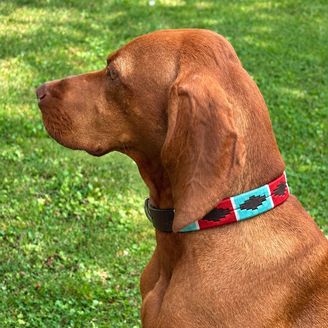 Dog collars in polo design