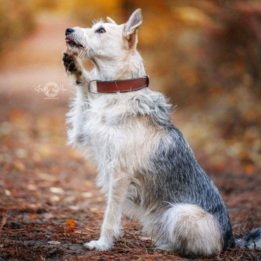 Lederhundehalsband personalisierbar