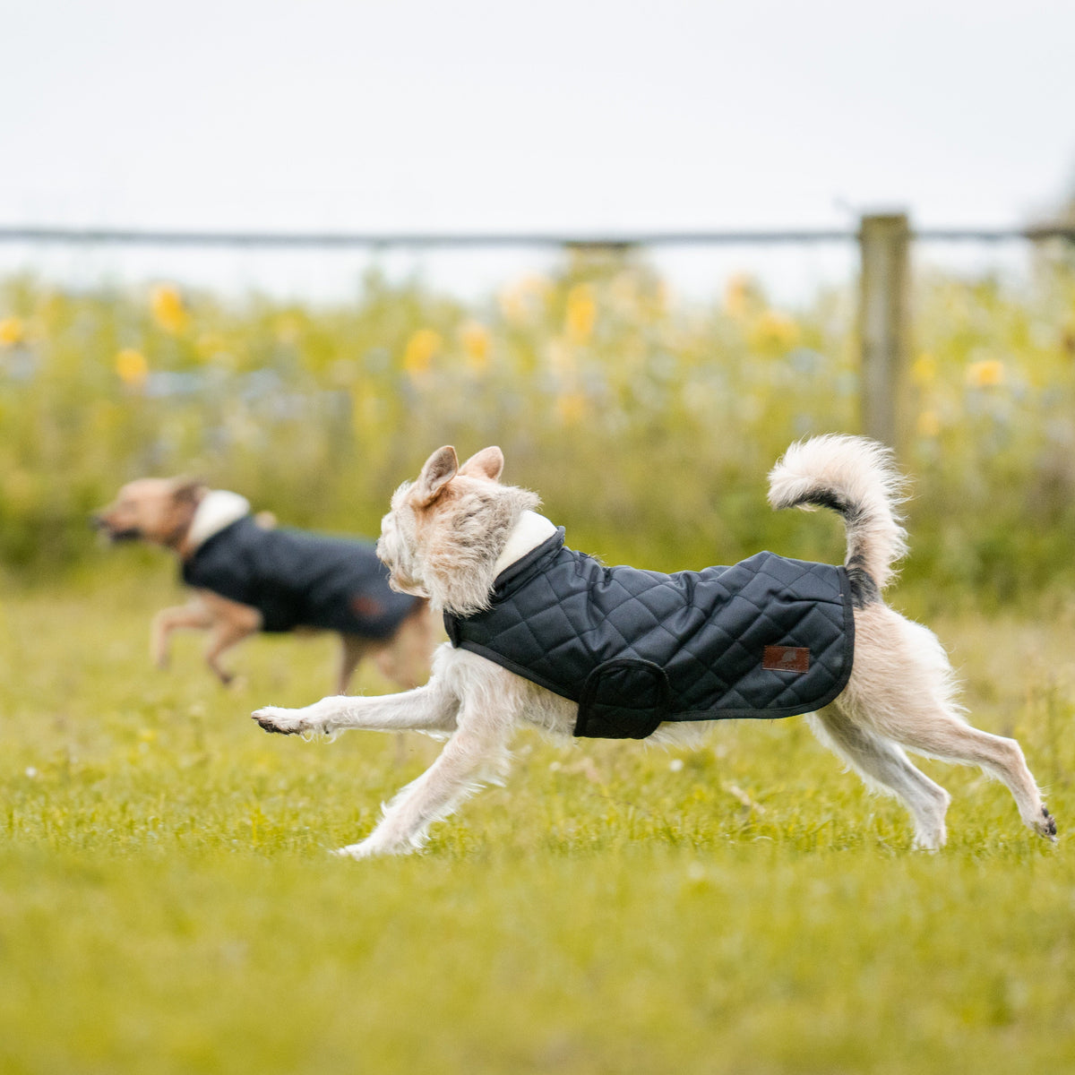 schwarzer Hundemantel von der Marke Ascot Reitsportartikel