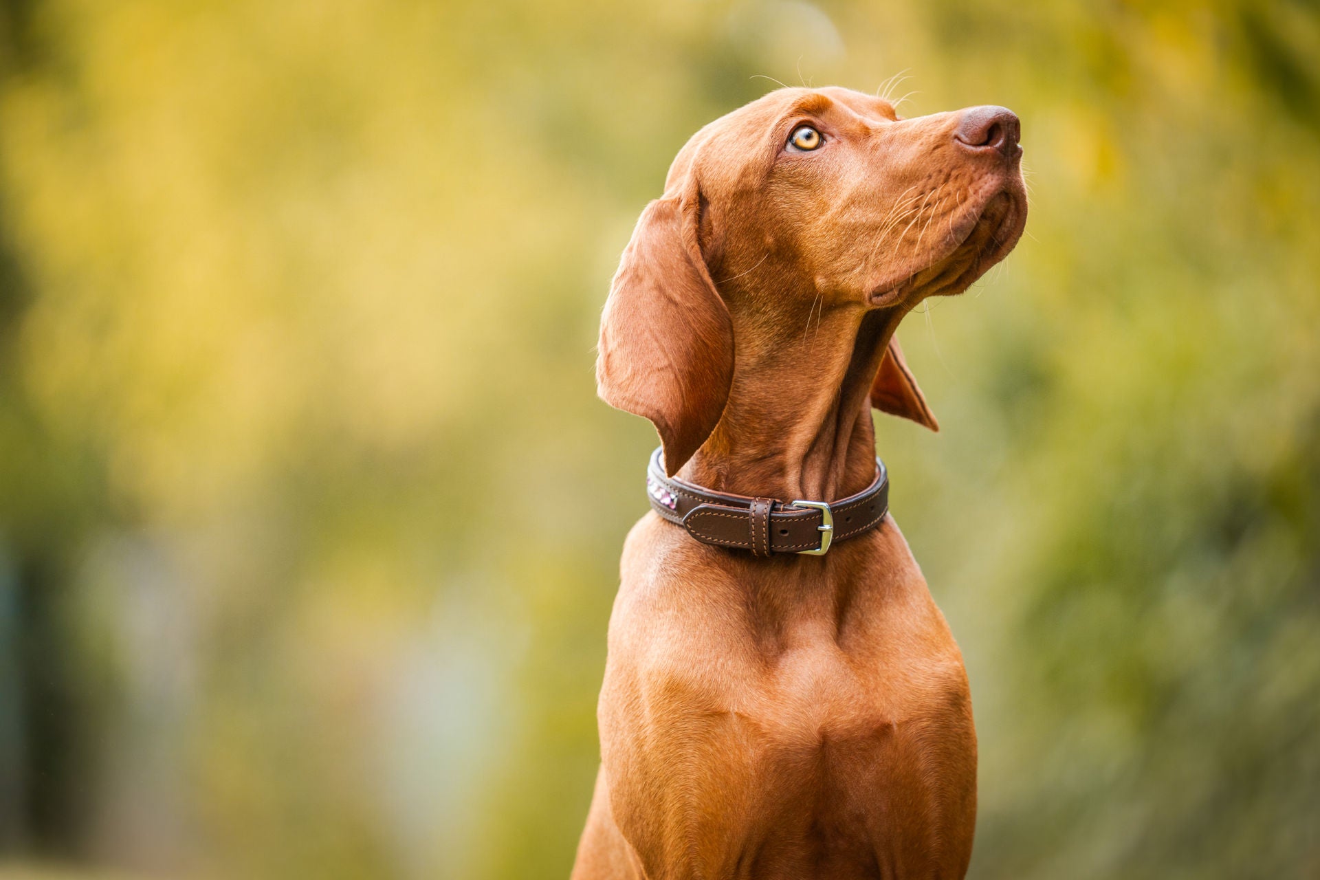 Dog collar with rhinestones inside