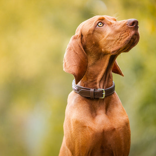 Cognac Hundehalsband mit innenliegenden Strasssteinen