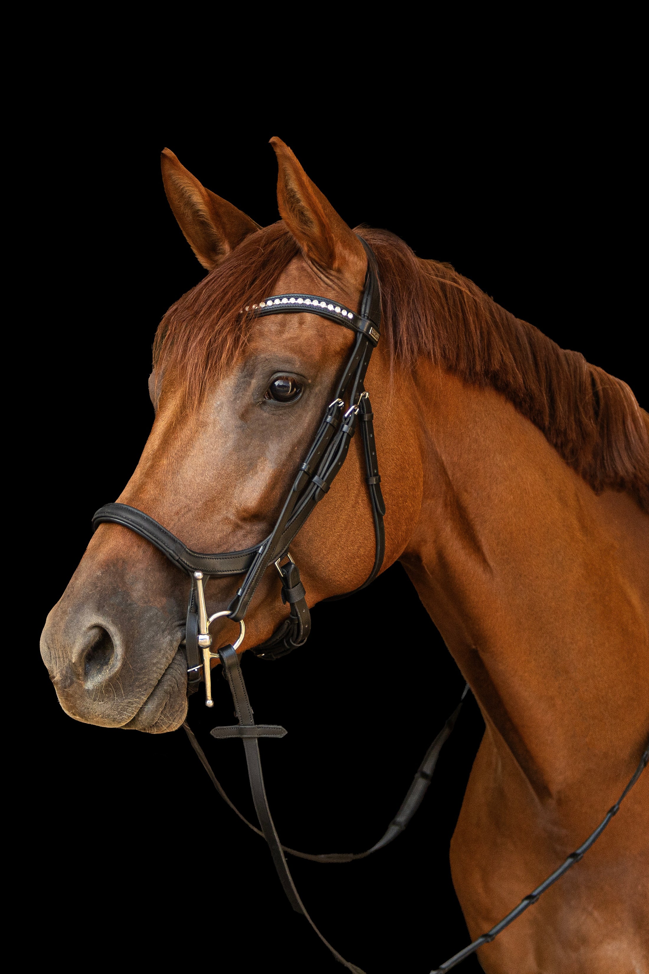 Bridle Aslem