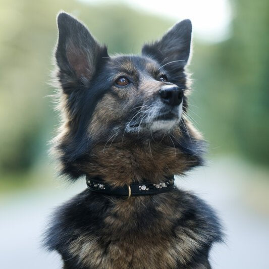 Schwarzes Hundehalsband mit innenliegenden Strasssteinen - Ascot Reitsport