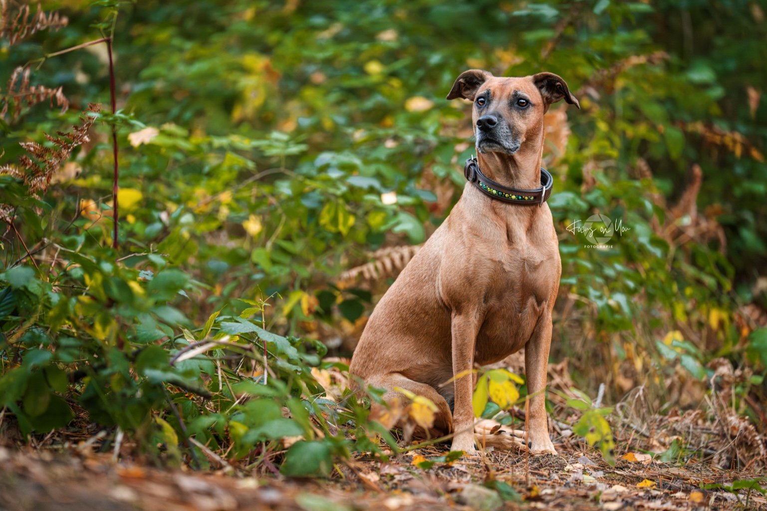 Dog collar with rhinestones inside