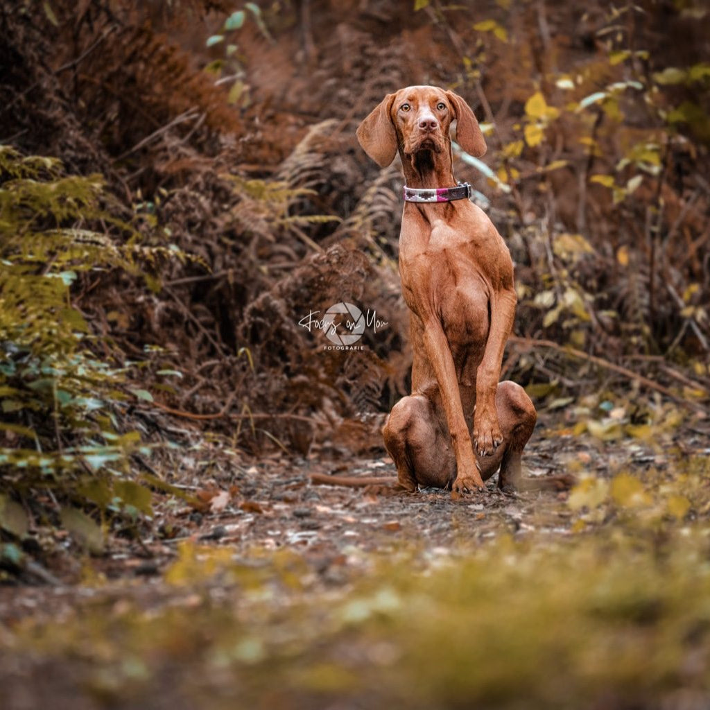 Dog collars in polo design