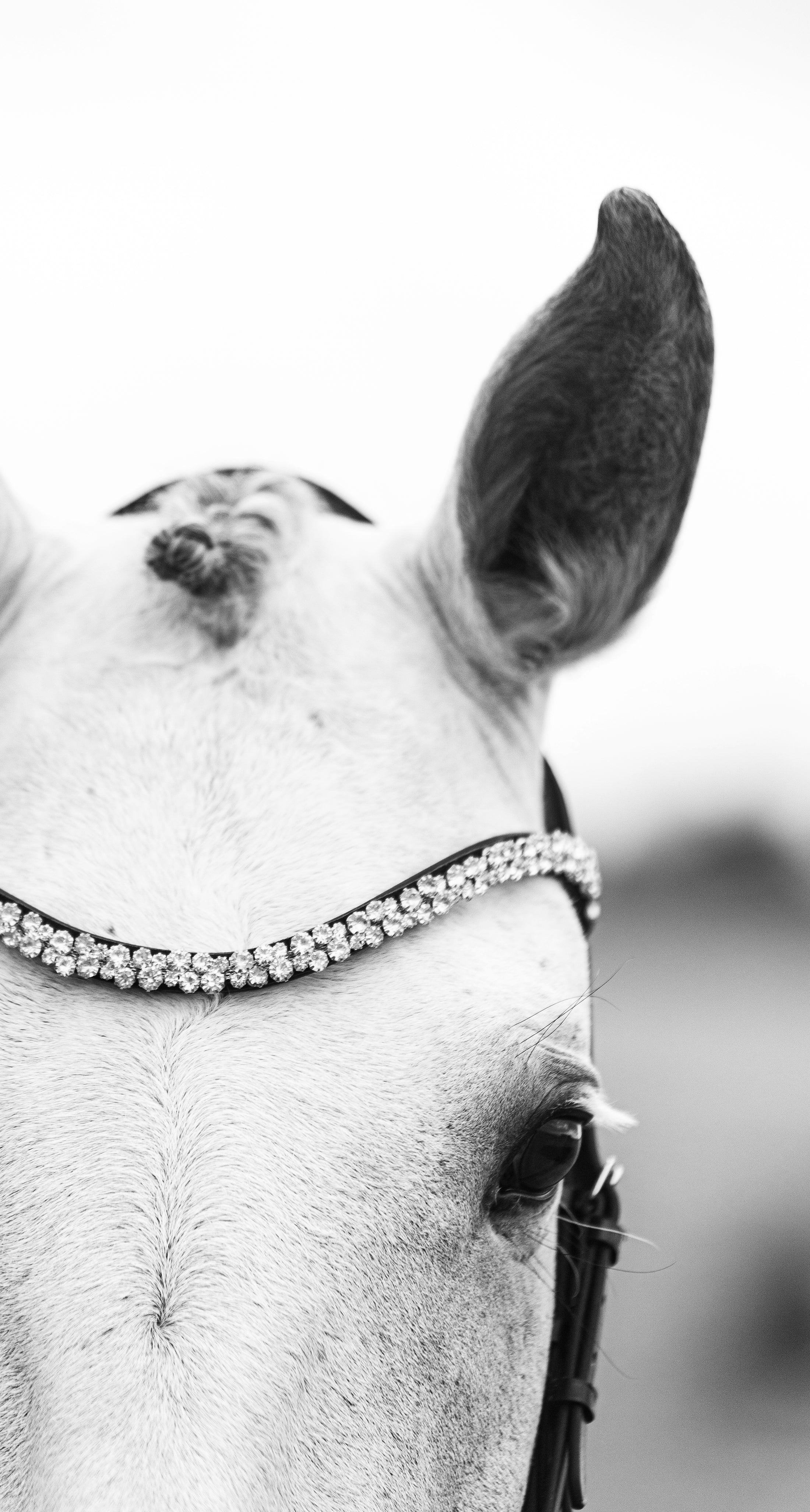 Browband Fleur (No. 1.)