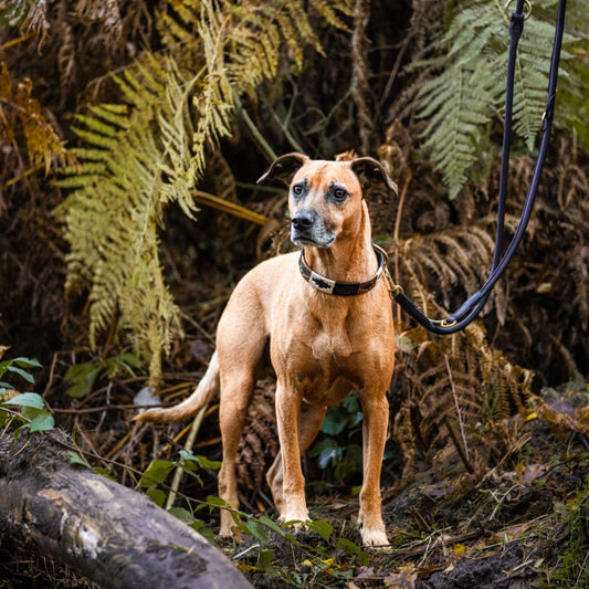 schwarze Hundehalsbänder im Polo-Design