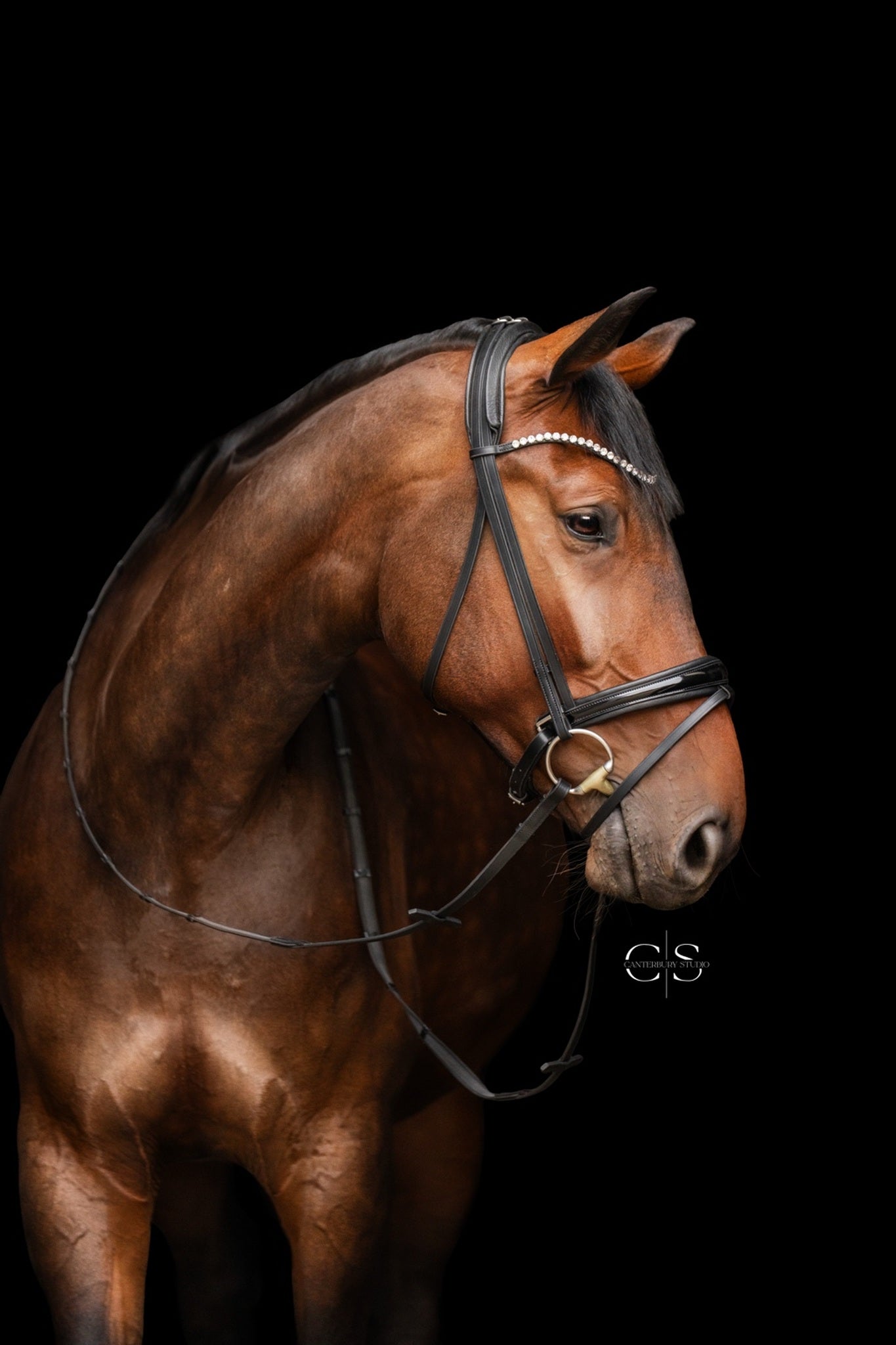 Trense Falsterbo
