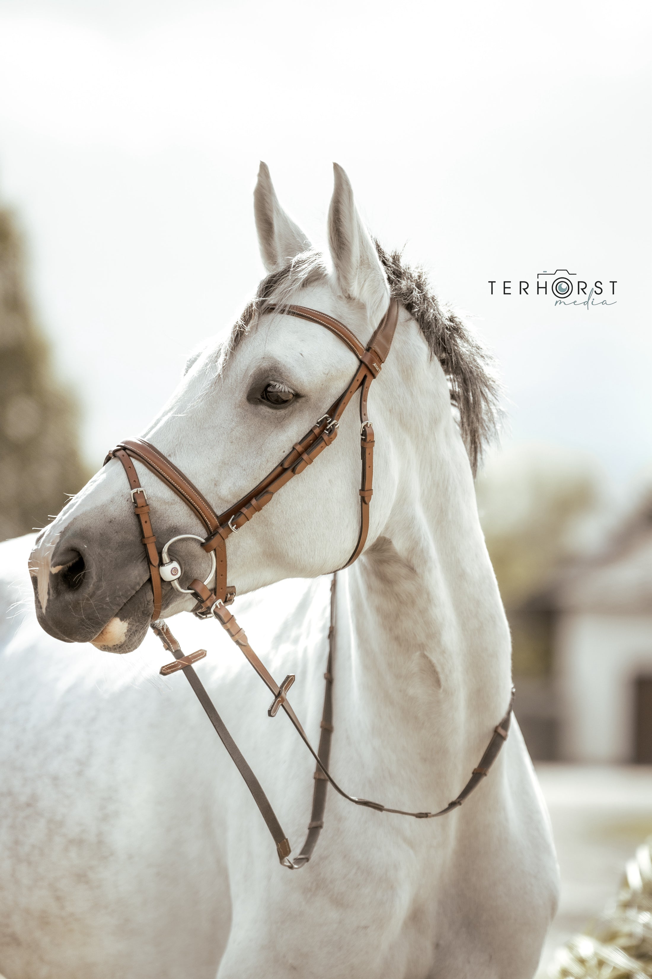 Trense Verona