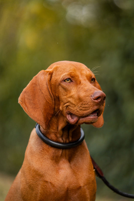 Lederhundehalsband rundgenäht