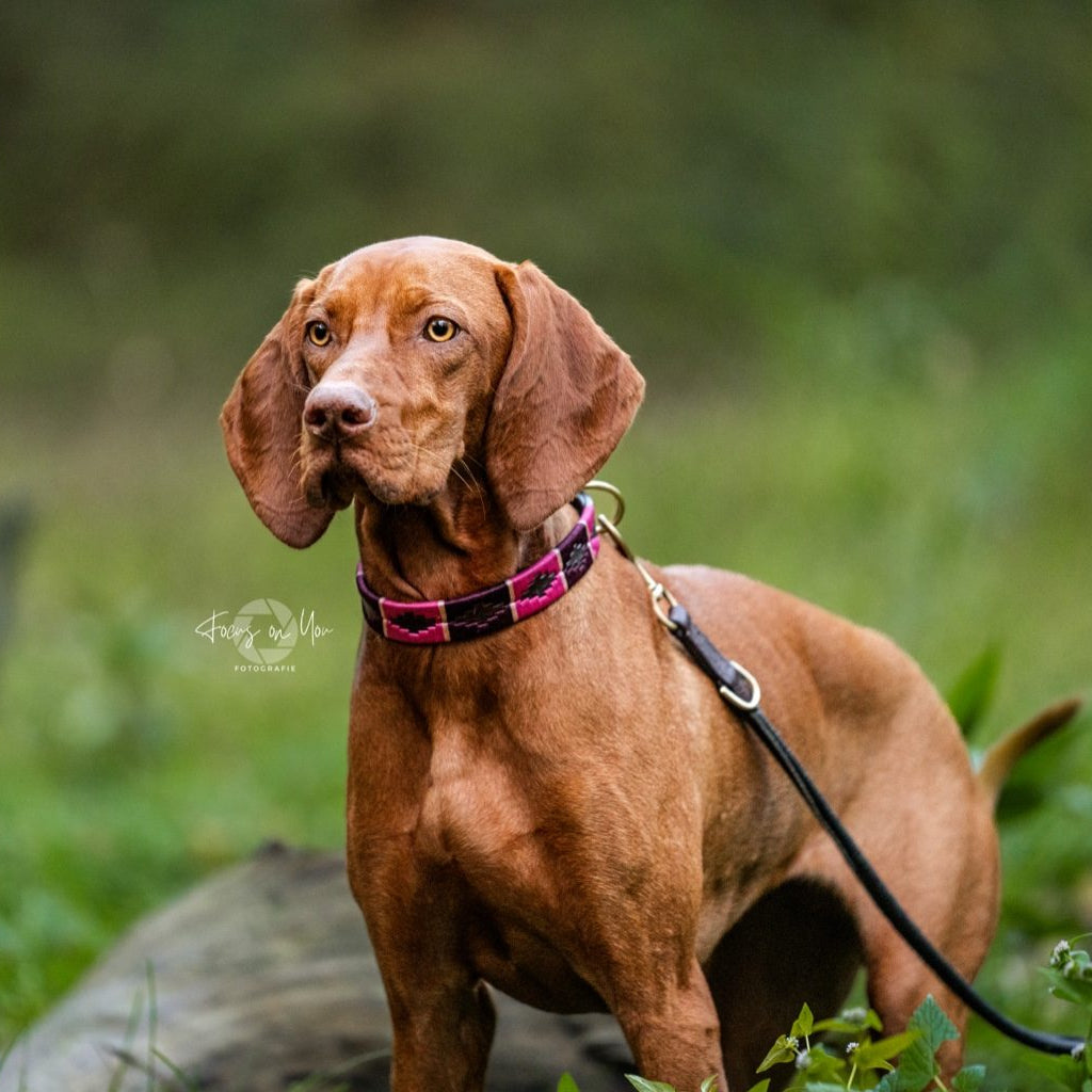 Dog collars in polo design