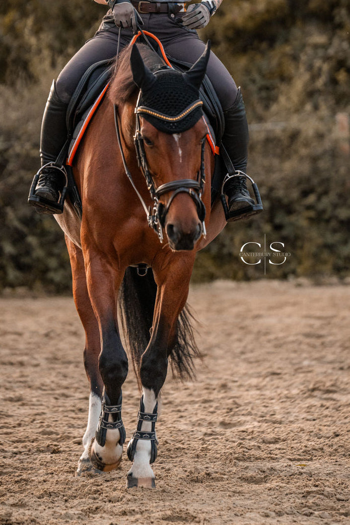 Bridle Aachen