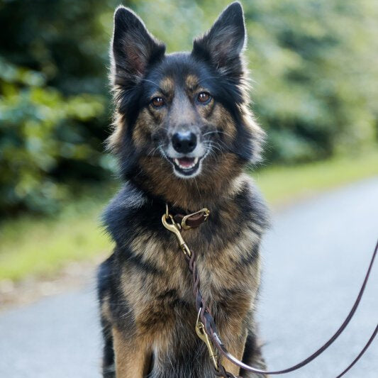 Lederhundehalsband geflochten