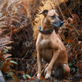 Bild in Galerie-Betrachter laden, Lederhundehalsband personalisierbar
