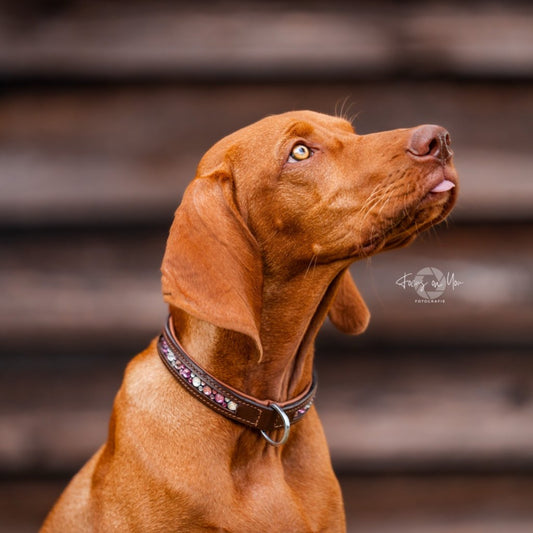 Dog collar with rhinestones inside