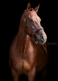 Load image into Gallery viewer, Leather halter with patent and rhinestone noseband
