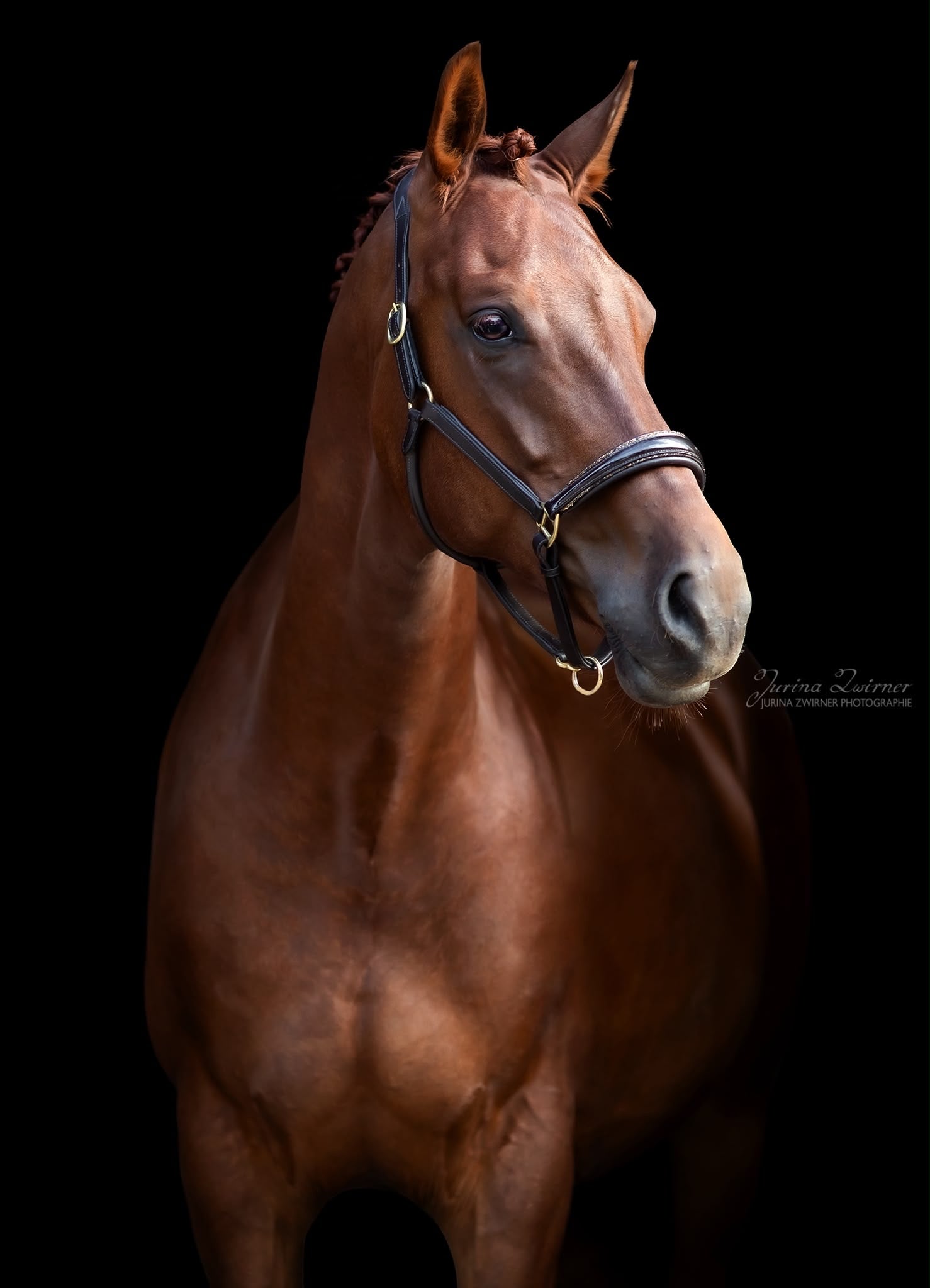 Leather halter with patent and rhinestone noseband