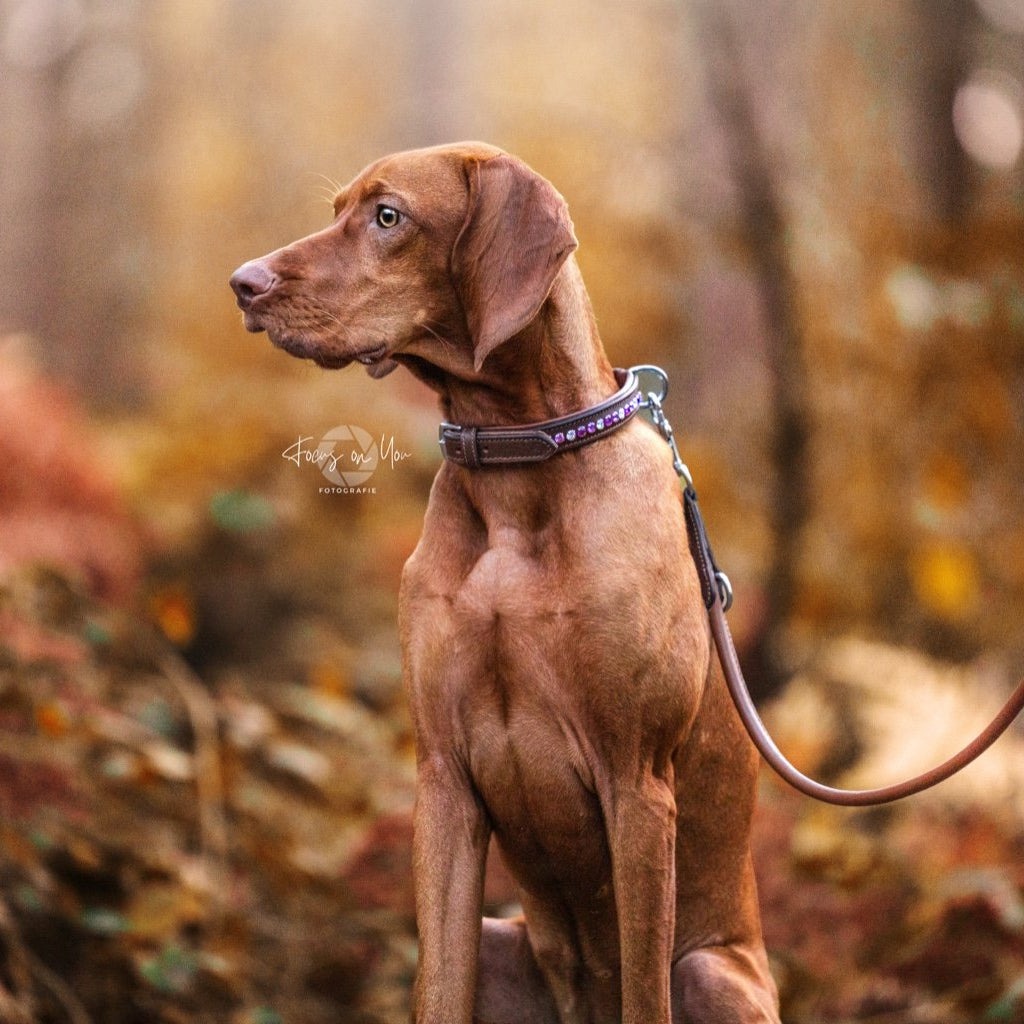 Hundehalsband mit aufgesetzten Steinen