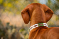 Load image into Gallery viewer, Dog collars in polo design
