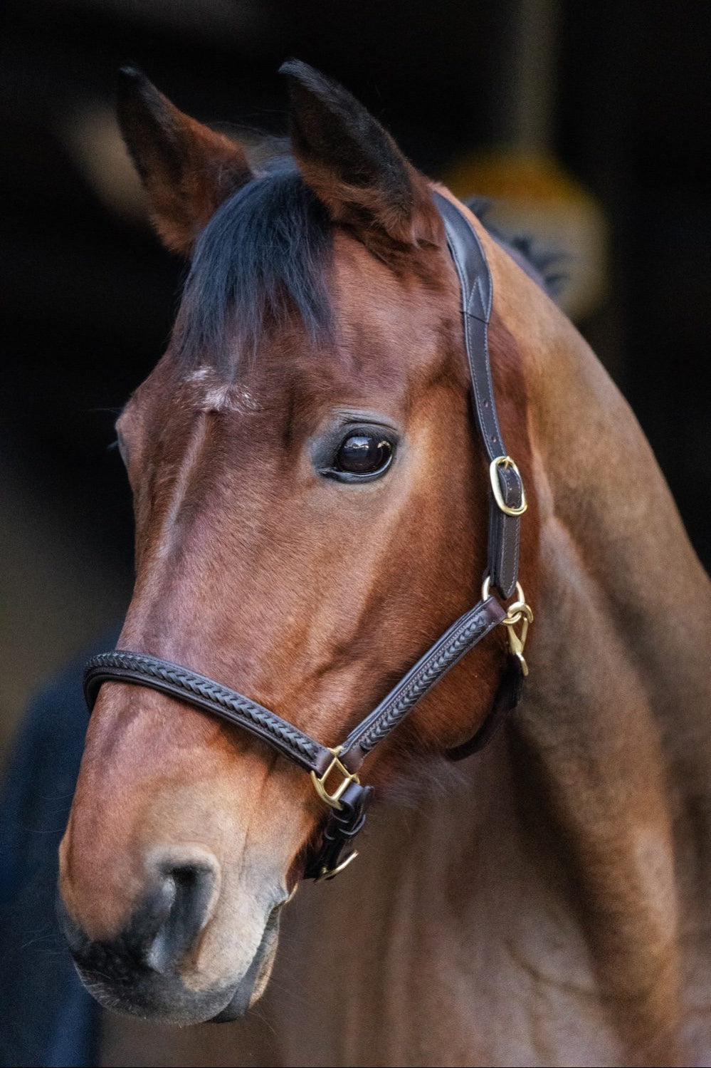 Lederhalfter mit geflochtenem Detail