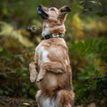 Load image into Gallery viewer, Dog collars in polo design
