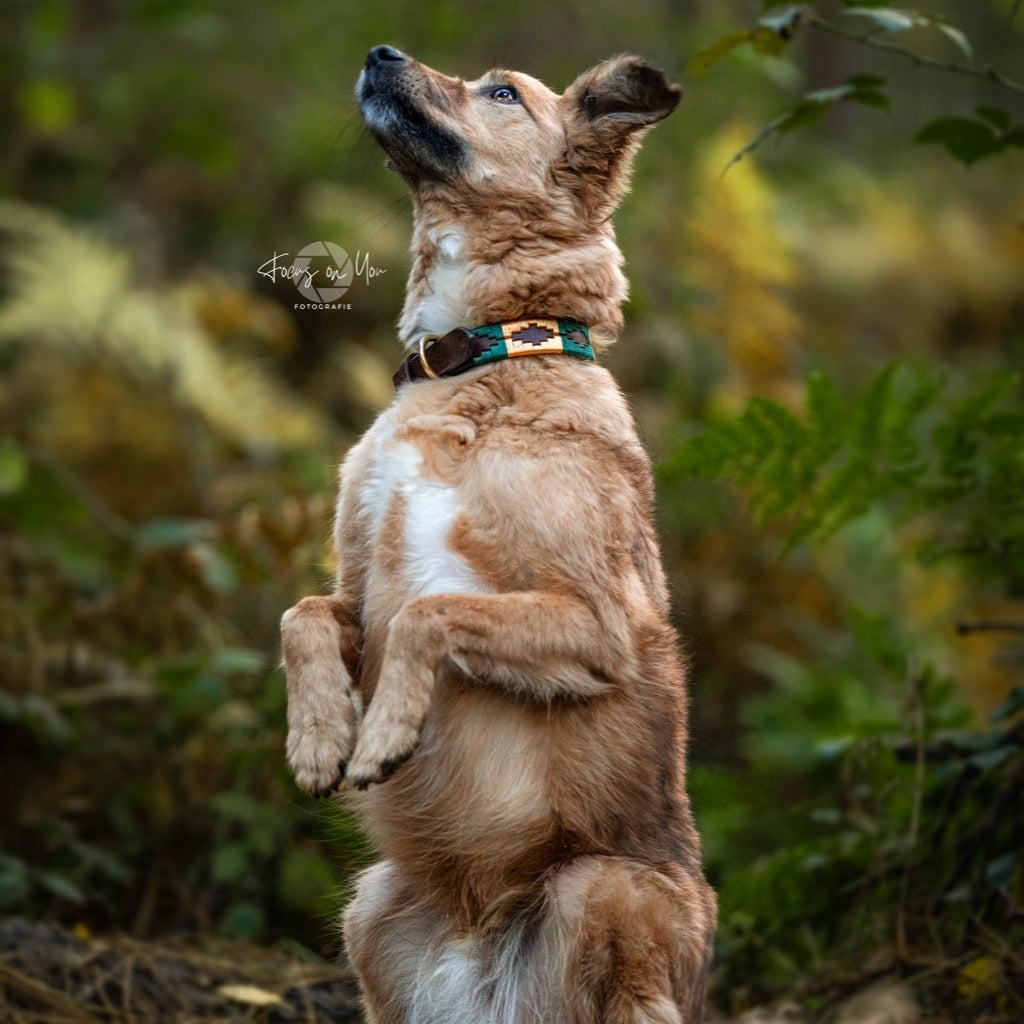 Dog collars in polo design