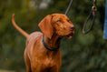Load image into Gallery viewer, Lederhundehalsband rundgenäht
