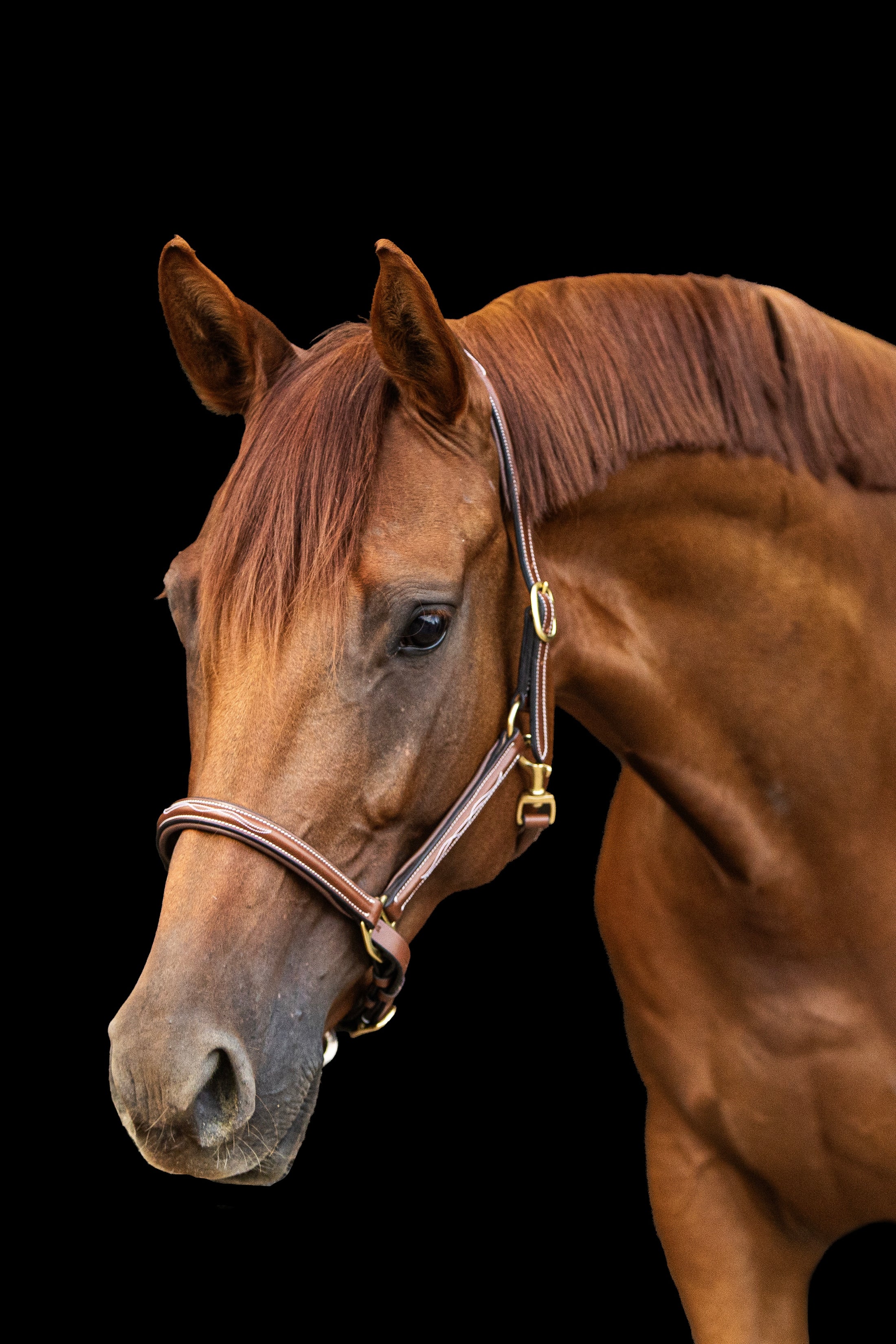 Lederhalfter Aachen