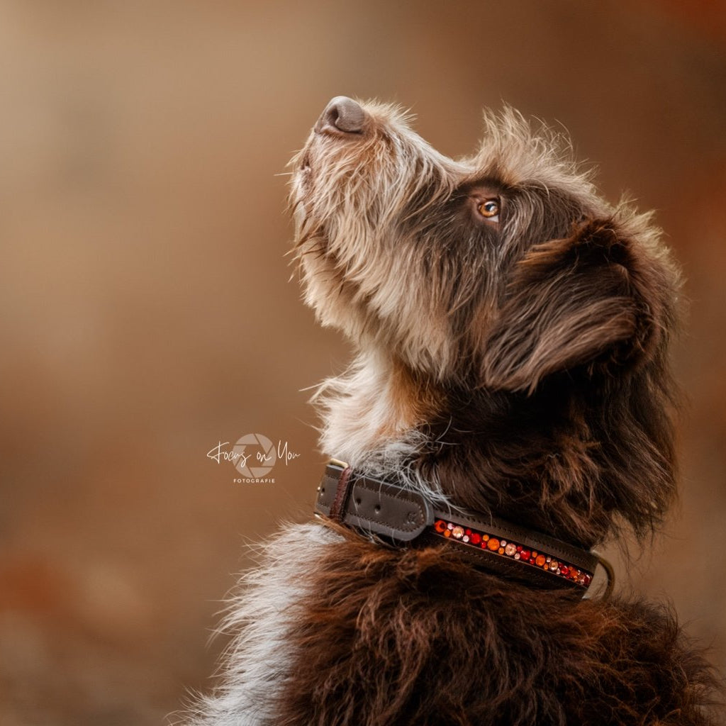 Braunes Hundehalsband mit innenliegenden Strasssteinen