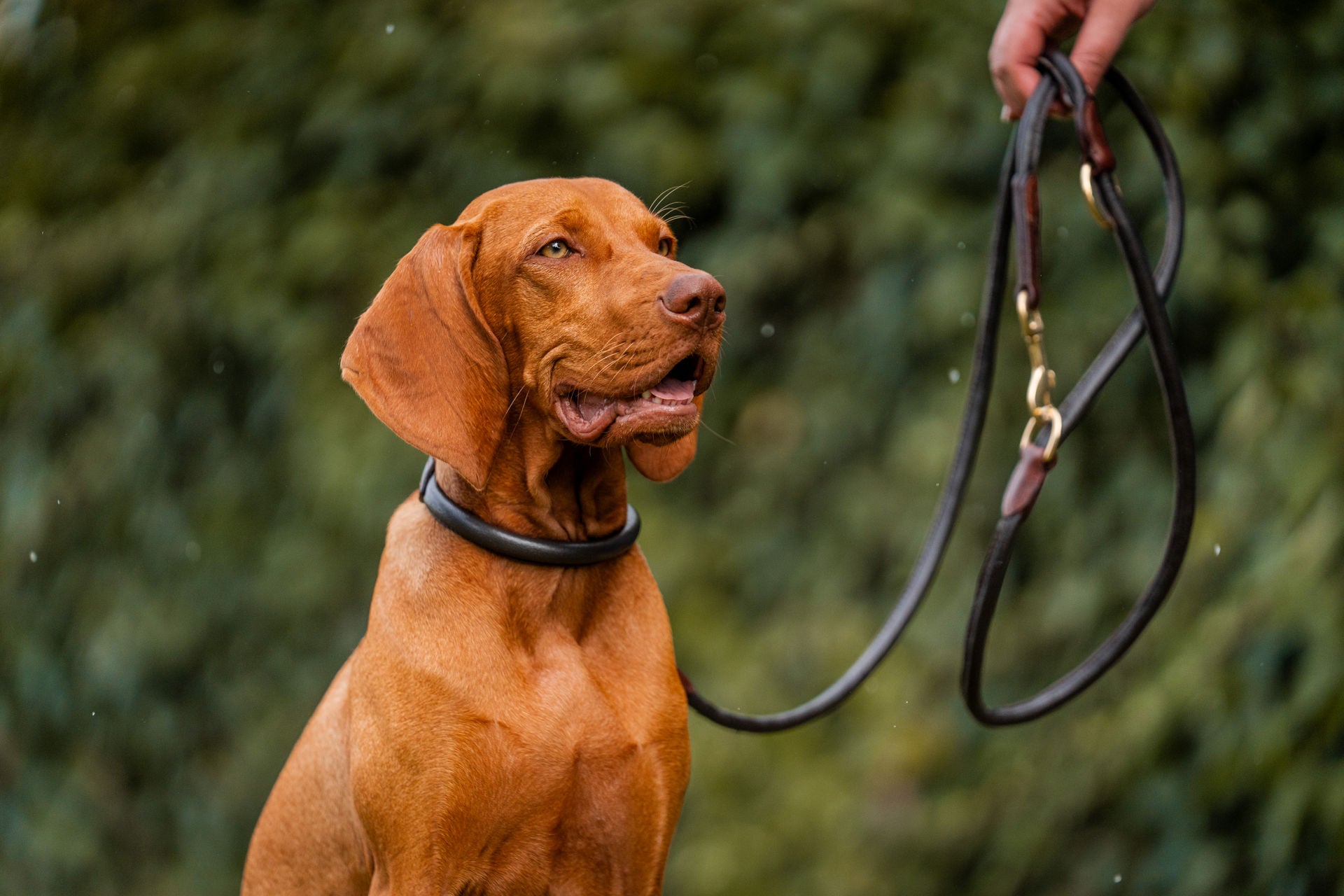 Lederhundehalsband rundgenäht