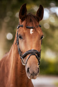 Load image into Gallery viewer, Trense Texas - Ascot Reitsportschwarz mit silbernen Beschlägen
