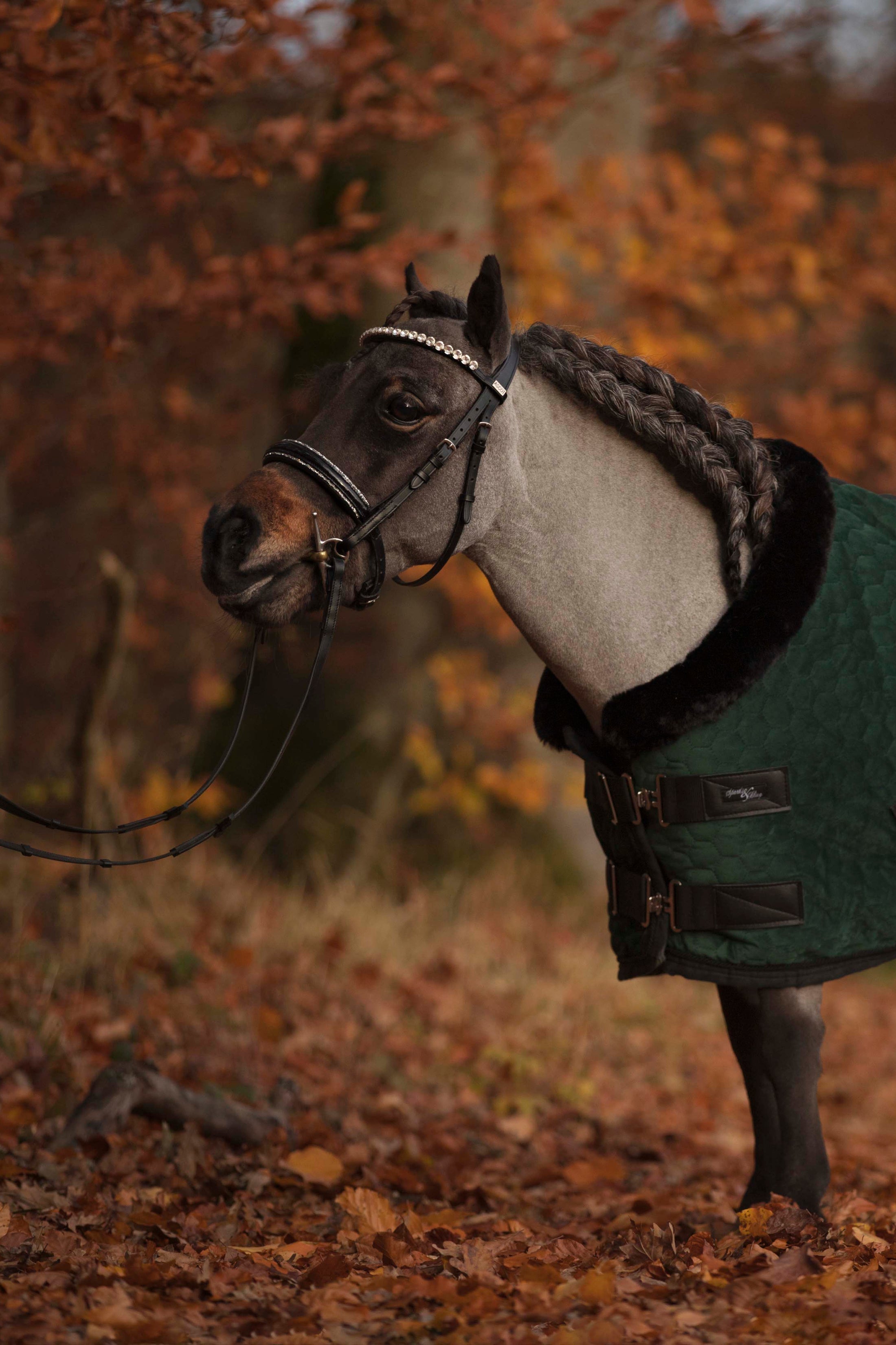 Trensen für die Kleinen ohne Sperrriemen englisch