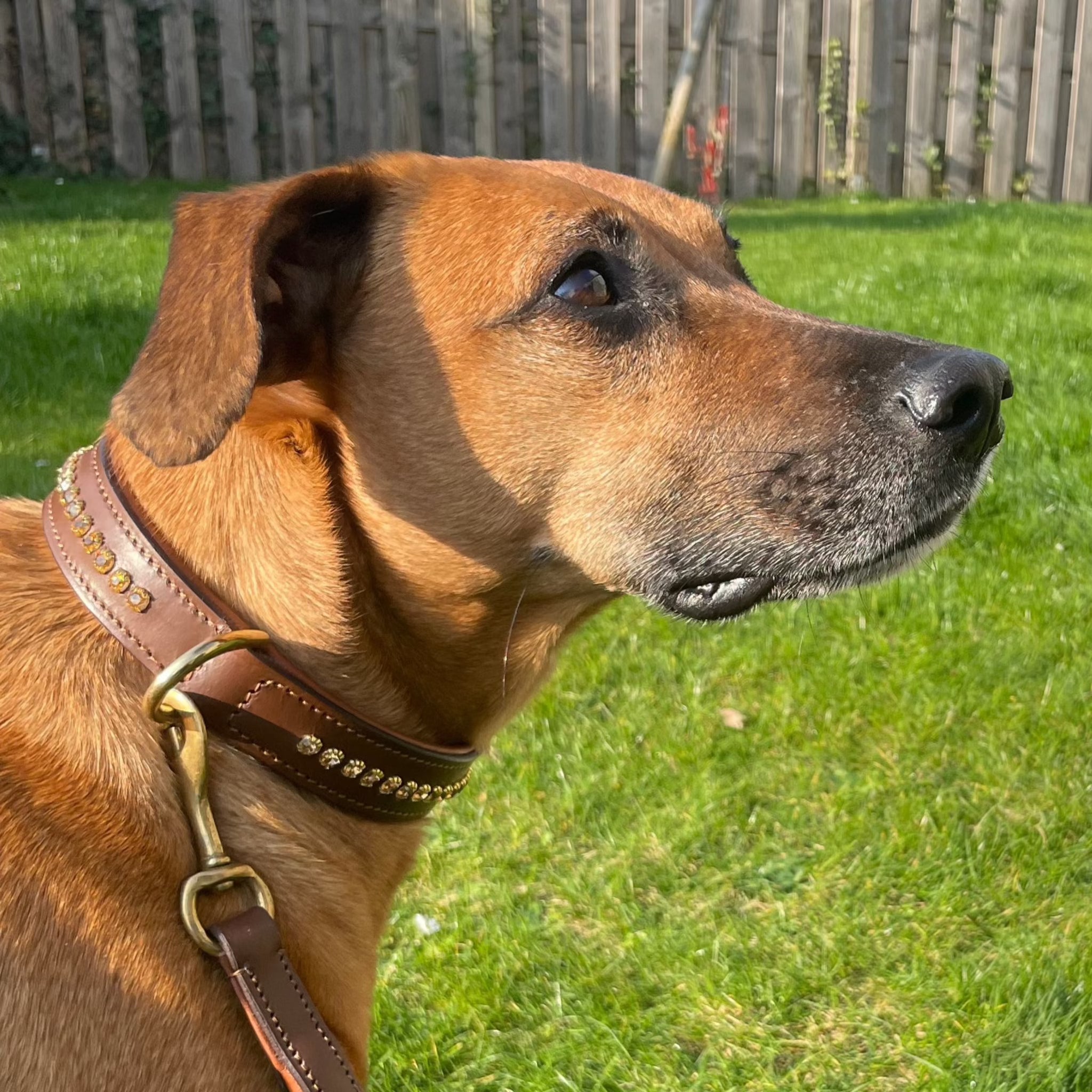 Hundehalsband Mit Strass & Schleife – Weiches Leder, Inkl. Leine, Für Kleine Hunde & Welpen