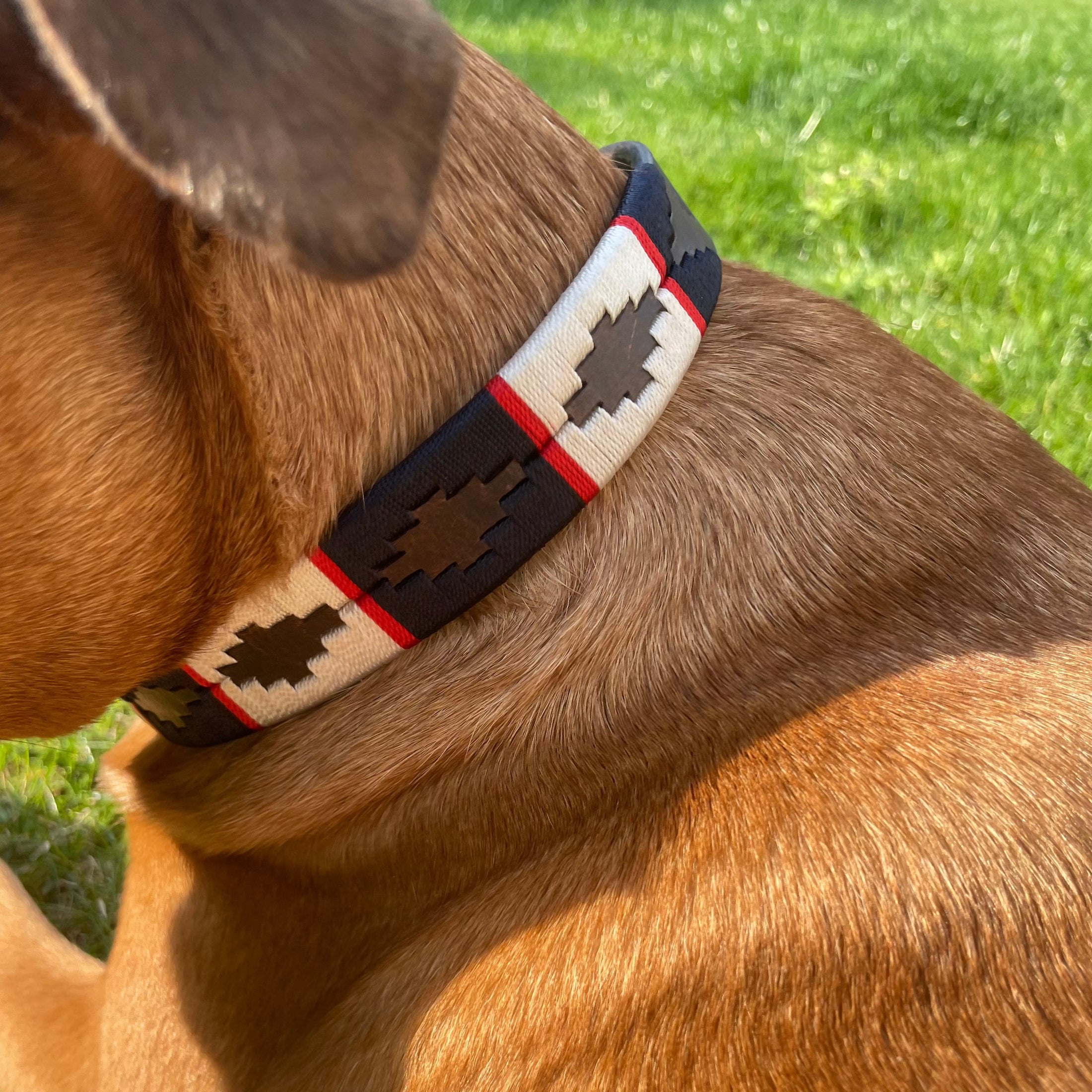 Ein brauner Hund trägt ein blau/ beig/ rotes Hundehalsband im Polo Design der Marke Ascot Reitsportartikel.